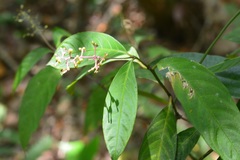 Palicourea deflexa