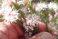 Agathosma cerefolium