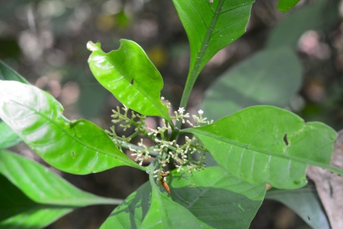 Psychotria trichotoma, photograph 3