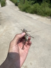 Gampsocleis gratiosa