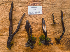 Xylaria corniculata