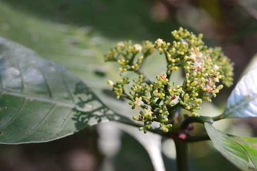 Psychotria trichotoma, photograph 2