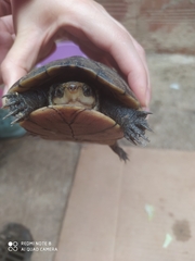 Kinosternon leucostomum postinguinale