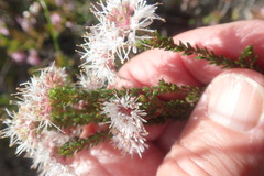 Agathosma cerefolium