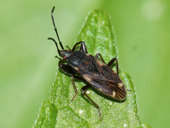 Eremocoris podagricus