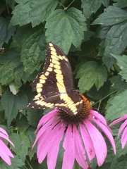 Heraclides cresphontes