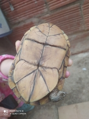 Kinosternon leucostomum postinguinale