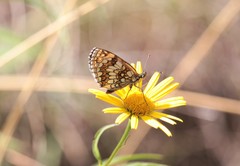 Melitaea celadussa