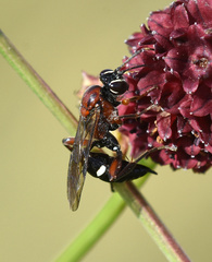Neotypus melanocephalus