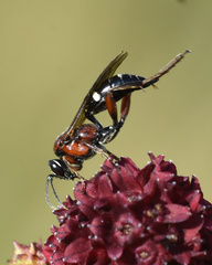 Neotypus melanocephalus