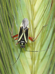 Hadrodemus