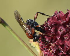 Neotypus melanocephalus