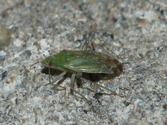 Macrotylus
