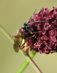 Neotypus melanocephalus