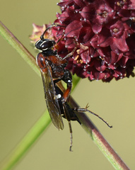 Neotypus melanocephalus