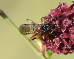 Neotypus melanocephalus