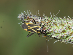 Hadrodemus