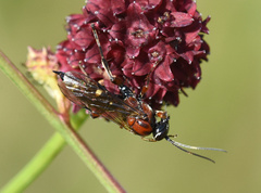 Neotypus melanocephalus