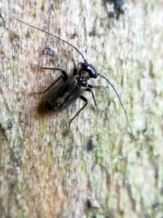 Mesopsocidae