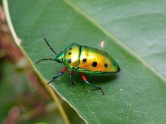 Calliphara excellens