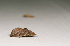 Calyptra orthograpta