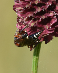 Neotypus melanocephalus
