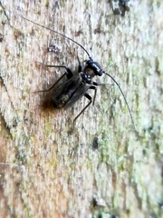 Mesopsocidae