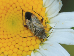 Lepidargyrus ancorifer