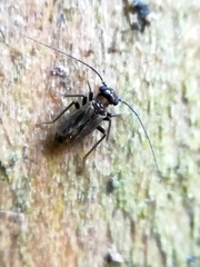 Mesopsocidae