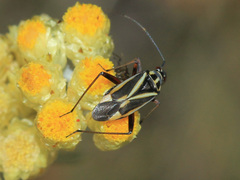 Hadrodemus