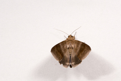 Bastilla absentimacula