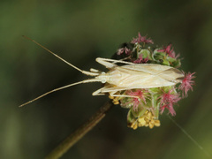 Miridius