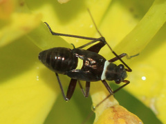 Hadrodemus
