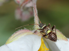 Hadrodemus