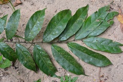 Piparea dentata