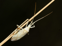 Miridius