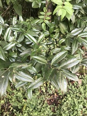 Euonymus spraguei