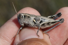 Oedaleonotus phryneicus