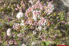 Agathosma cerefolium