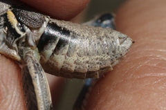 Oedaleonotus phryneicus