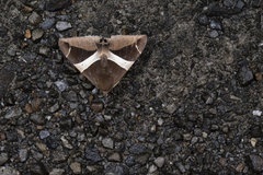 Bastilla praetermissa