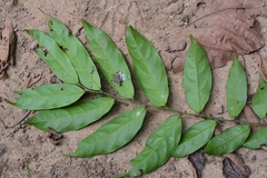 Piparea dentata