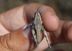 Oedaleonotus phryneicus