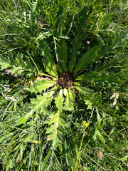 Carlina acanthifolia