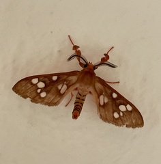 Pseudothyretes perpusilla