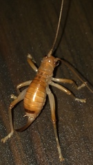Camptonotus