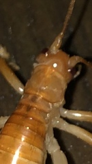 Camptonotus