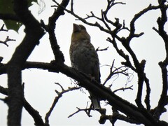 Coccothraustes coccothraustes coccothraustes