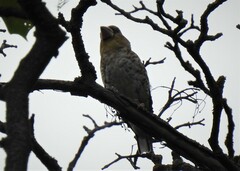 Coccothraustes coccothraustes coccothraustes