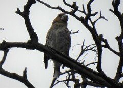 Coccothraustes coccothraustes coccothraustes